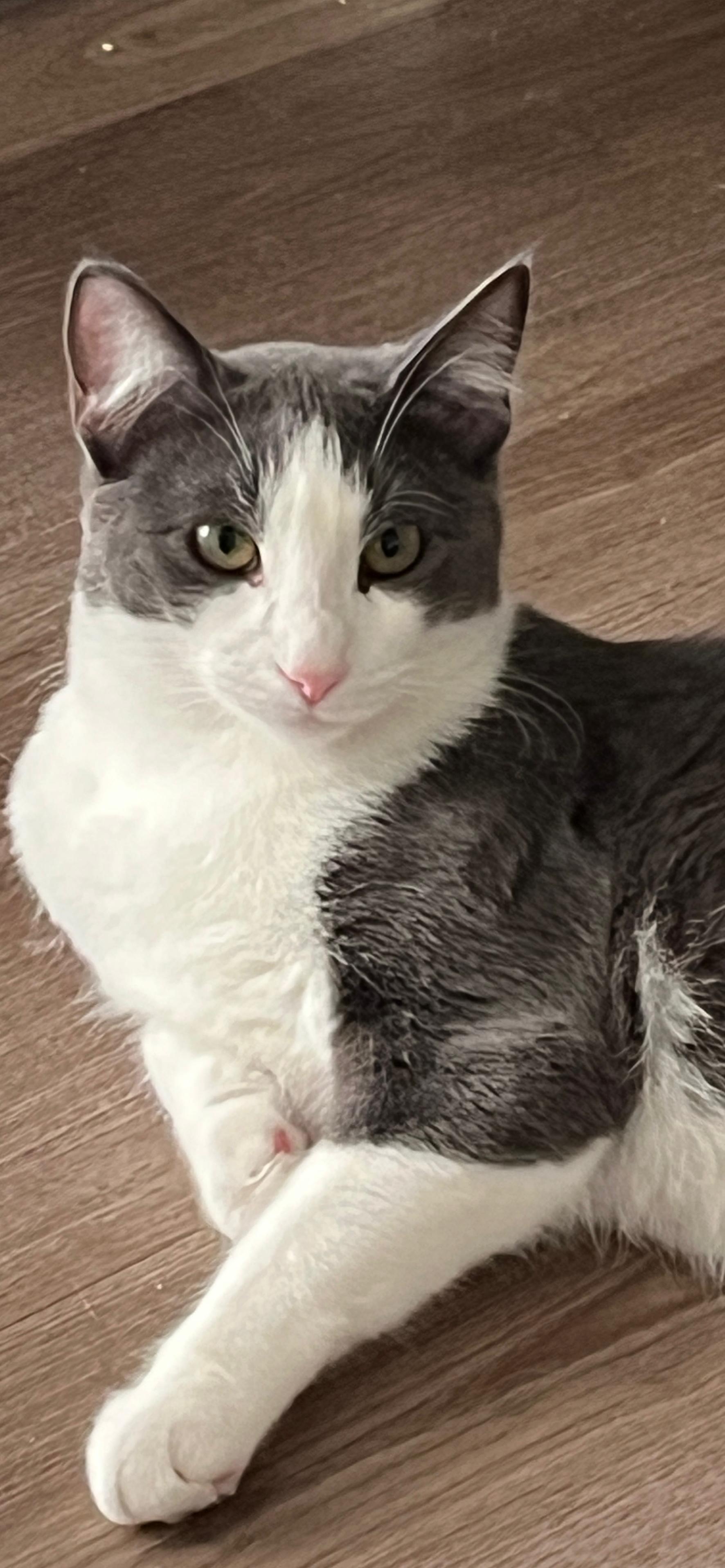Enlarge Laddie, a Adoptable Tuxedo in San Juan Capistrano, CA image 4/5