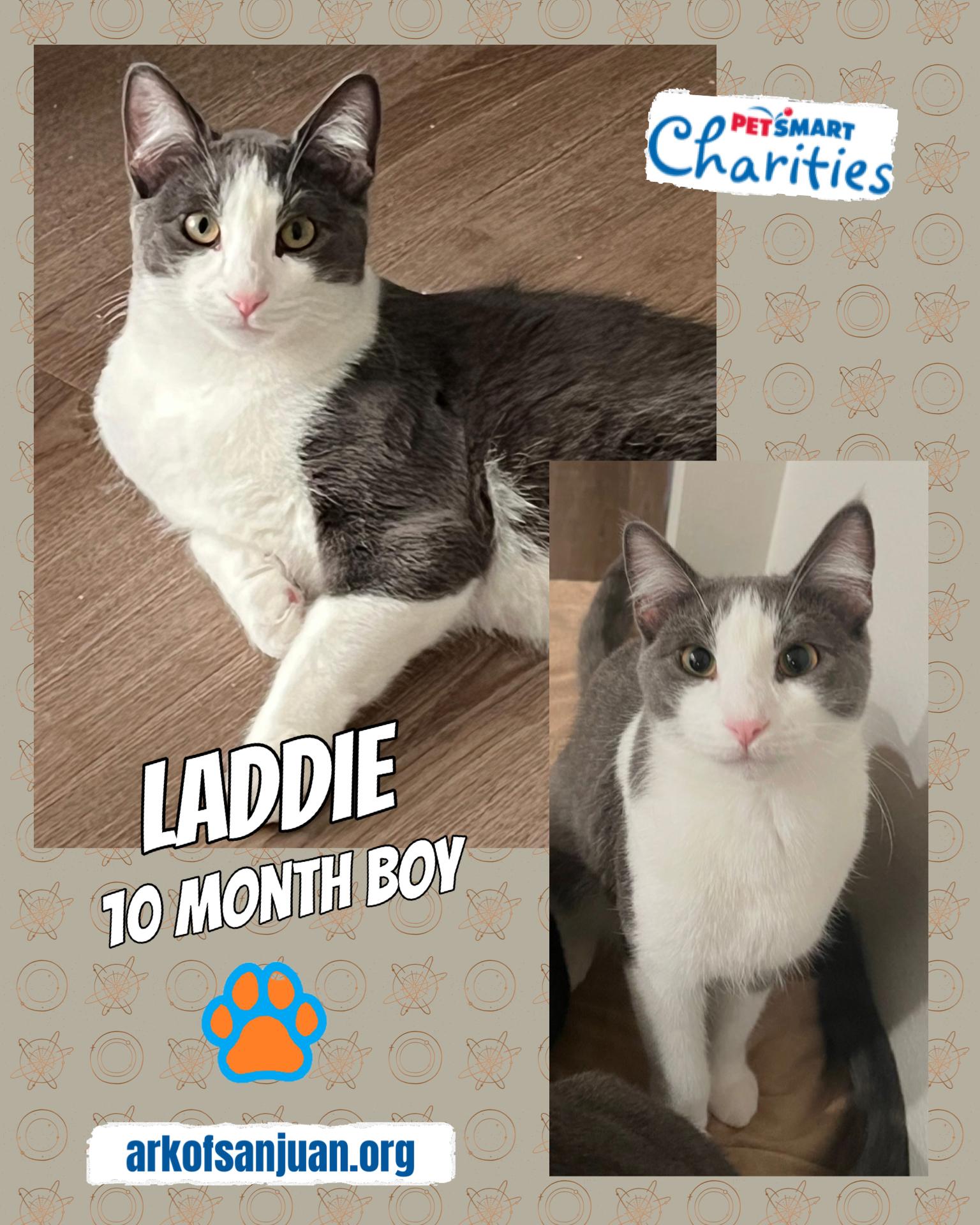 Enlarge Laddie, a Adoptable Tuxedo in San Juan Capistrano, CA image 1/5