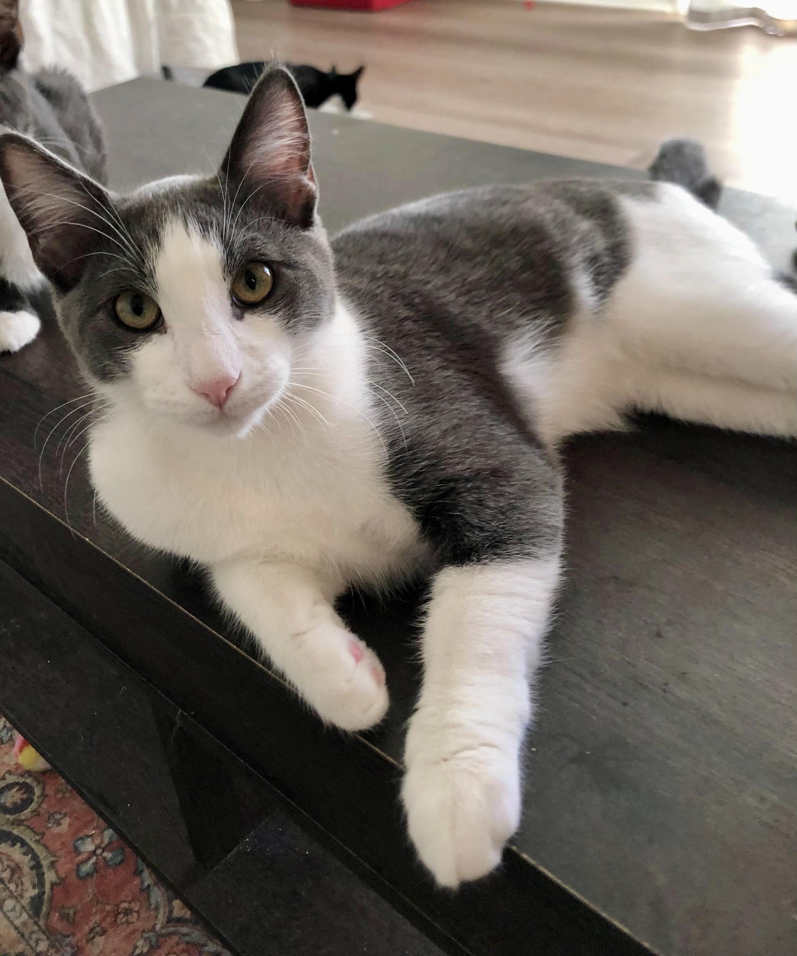 Laddie, Adoptable, Adult Female Tuxedo.