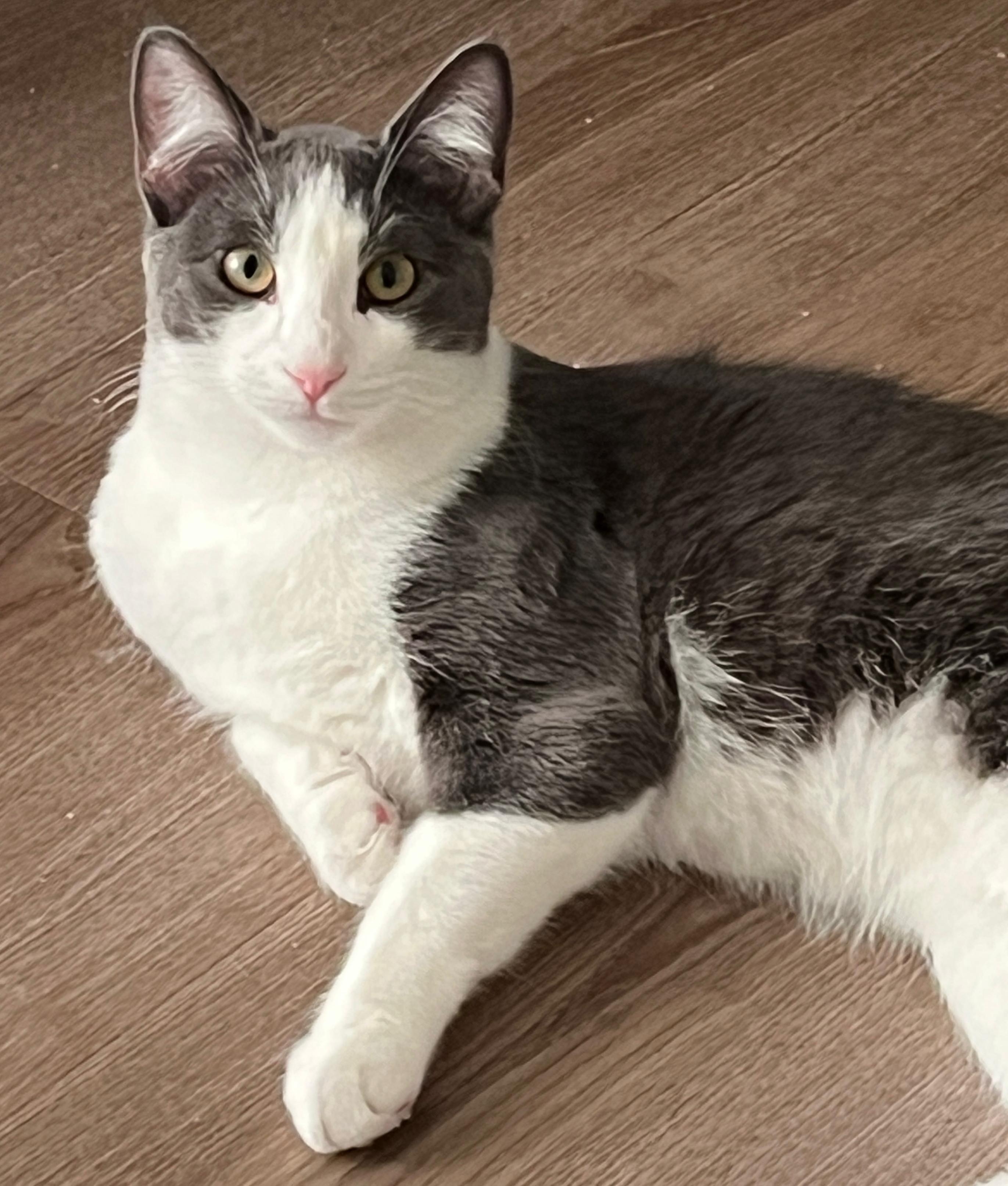 Enlarge Laddie, a Adoptable Tuxedo in San Juan Capistrano, CA image 5/5