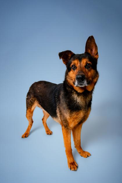 Enlarge Mighty Moe, a Adoptable mixed breed in Sevierville, TN image 1/3