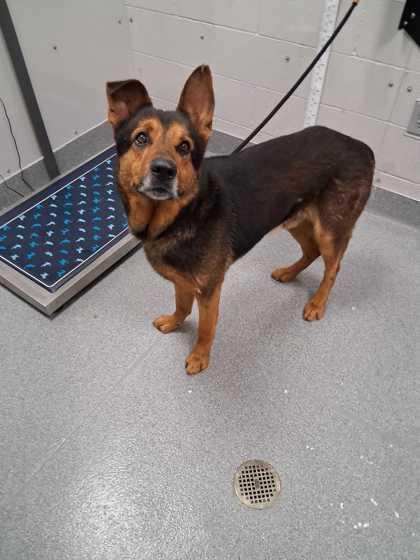 Enlarge Mighty Moe, a Adoptable mixed breed in Sevierville, TN image 2/3