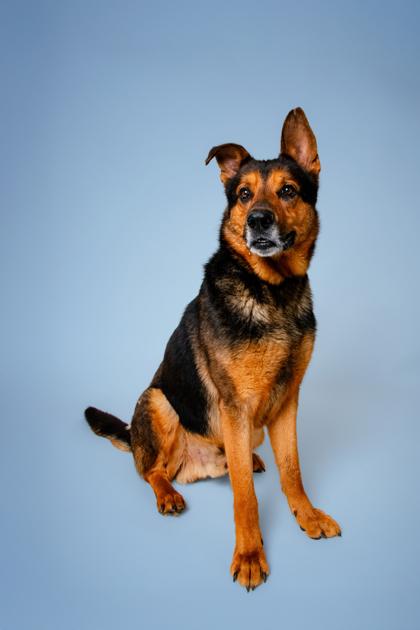 Enlarge Mighty Moe, a Adoptable mixed breed in Sevierville, TN image 3/3