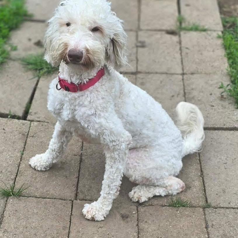 Enlarge Polly, a ADOPTABLE mixed breed in Eugene, OR image 3/3