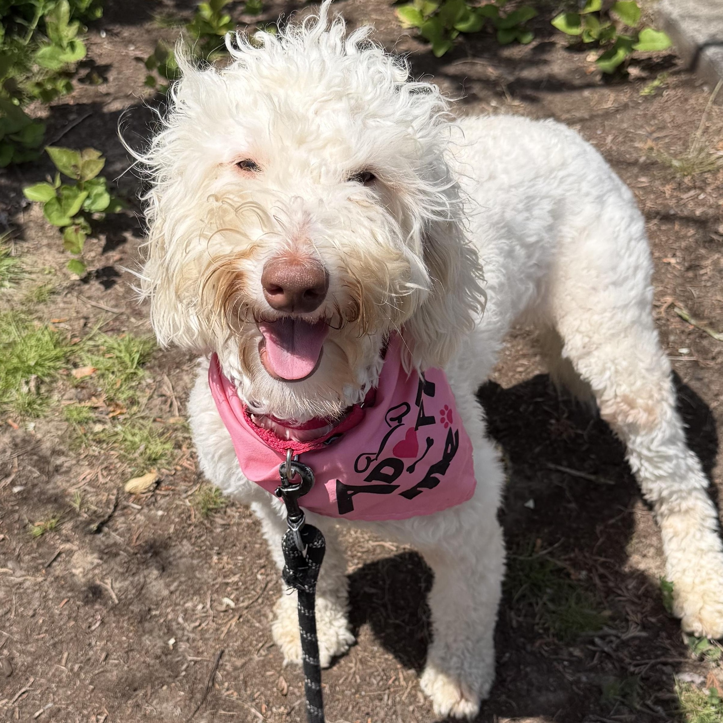 Polly, a ADOPTABLE mixed breed in Eugene, OR image 1/6