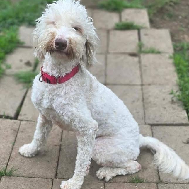 Enlarge Polly, a ADOPTABLE mixed breed in Eugene, OR image 2/3