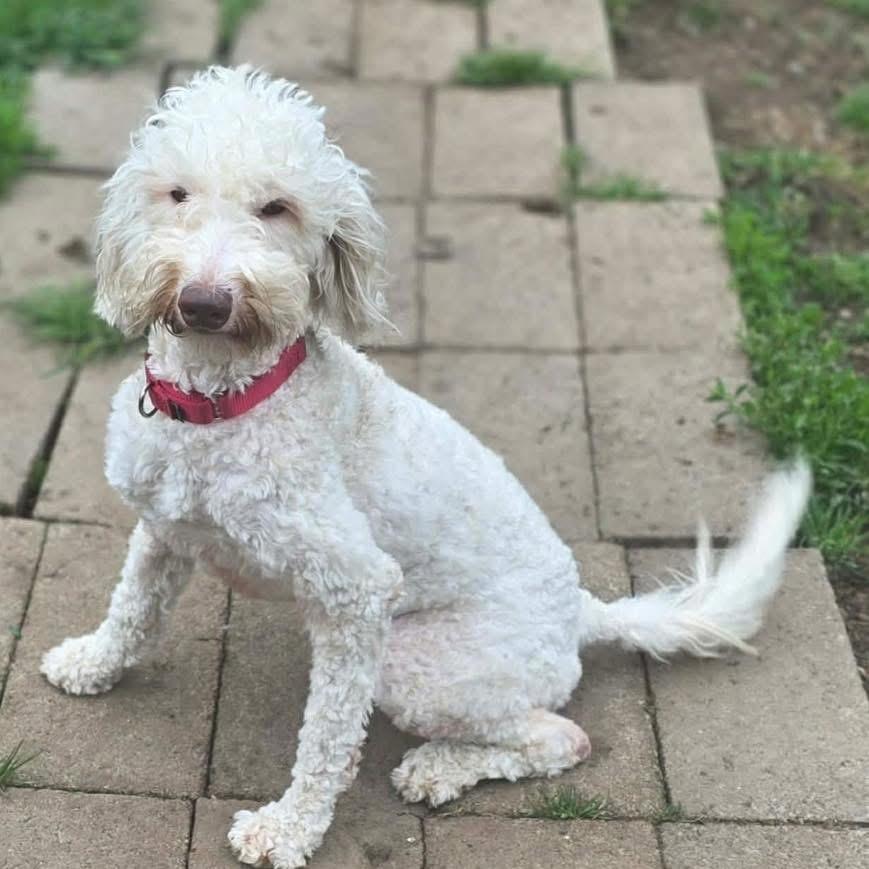 Polly, ADOPTABLE, Adult Female Labradoodle.