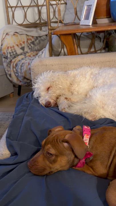 Enlarge Polly, an adopted mixed breed in Eugene, OR video 5/5