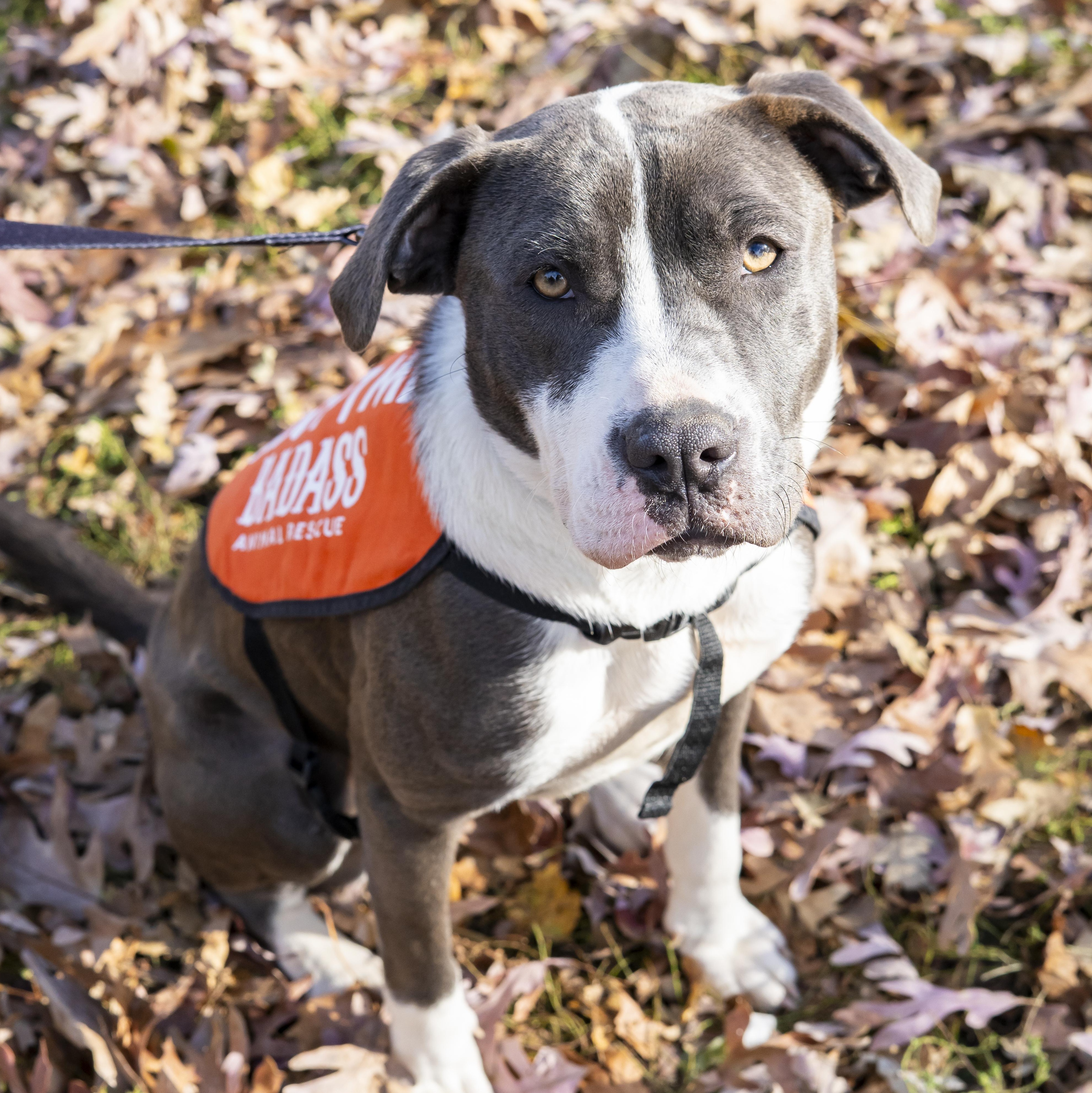 Lindsey Vonn, Adoptable, Young Female American Staffordshire Terrier.