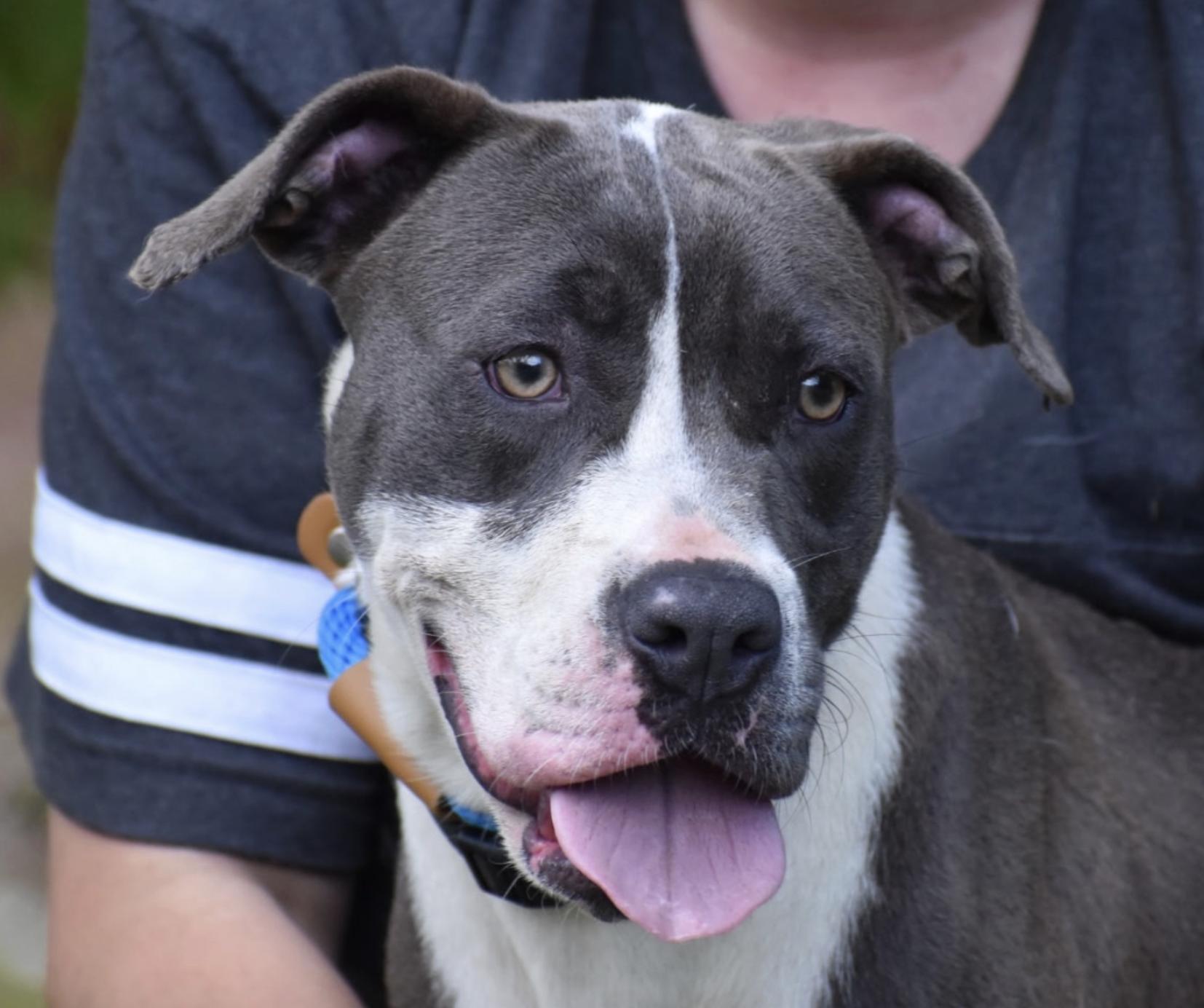 Lindsey Vonn, a Adoptable American Staffordshire Terrier in Brooklyn, NY image 2/6