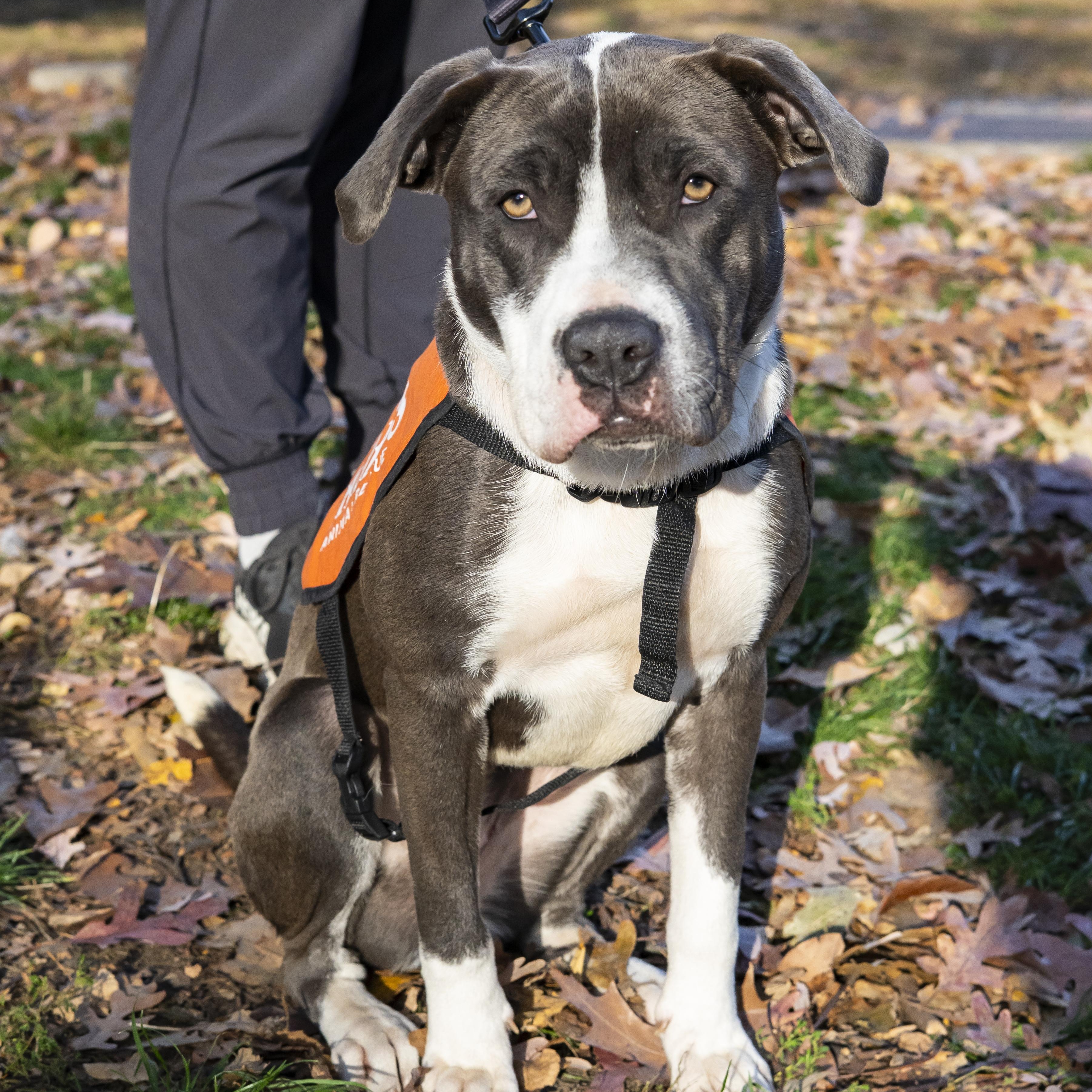 Lindsey Vonn, a Adoptable American Staffordshire Terrier in Brooklyn, NY image 6/6