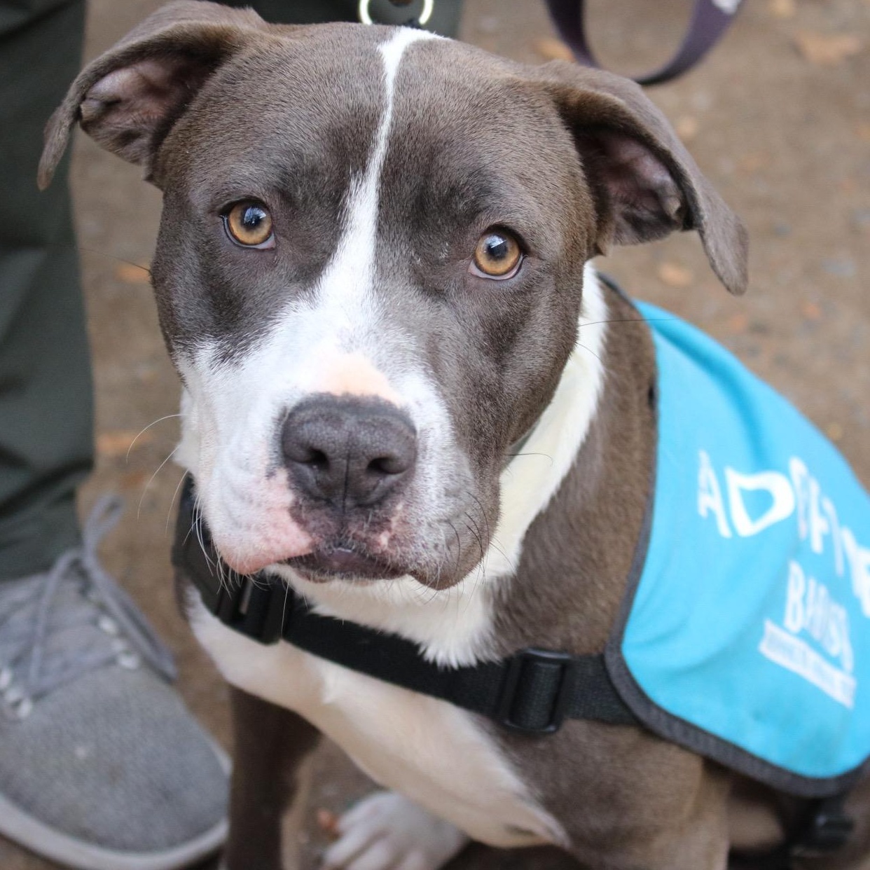 Enlarge Lindsey Vonn, an adopted American Staffordshire Terrier in Brooklyn, NY image 5/6