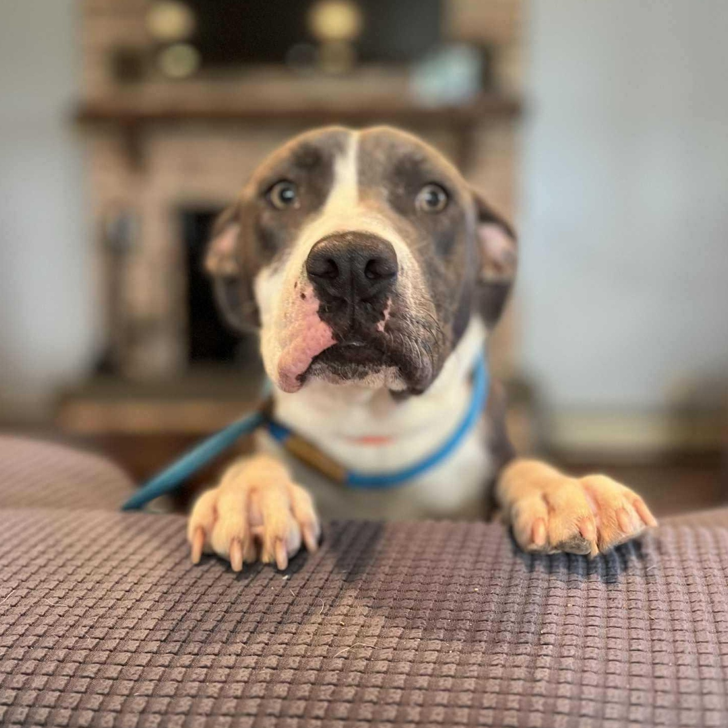 Lindsey Vonn, a Adoptable American Staffordshire Terrier in Brooklyn, NY image 5/6