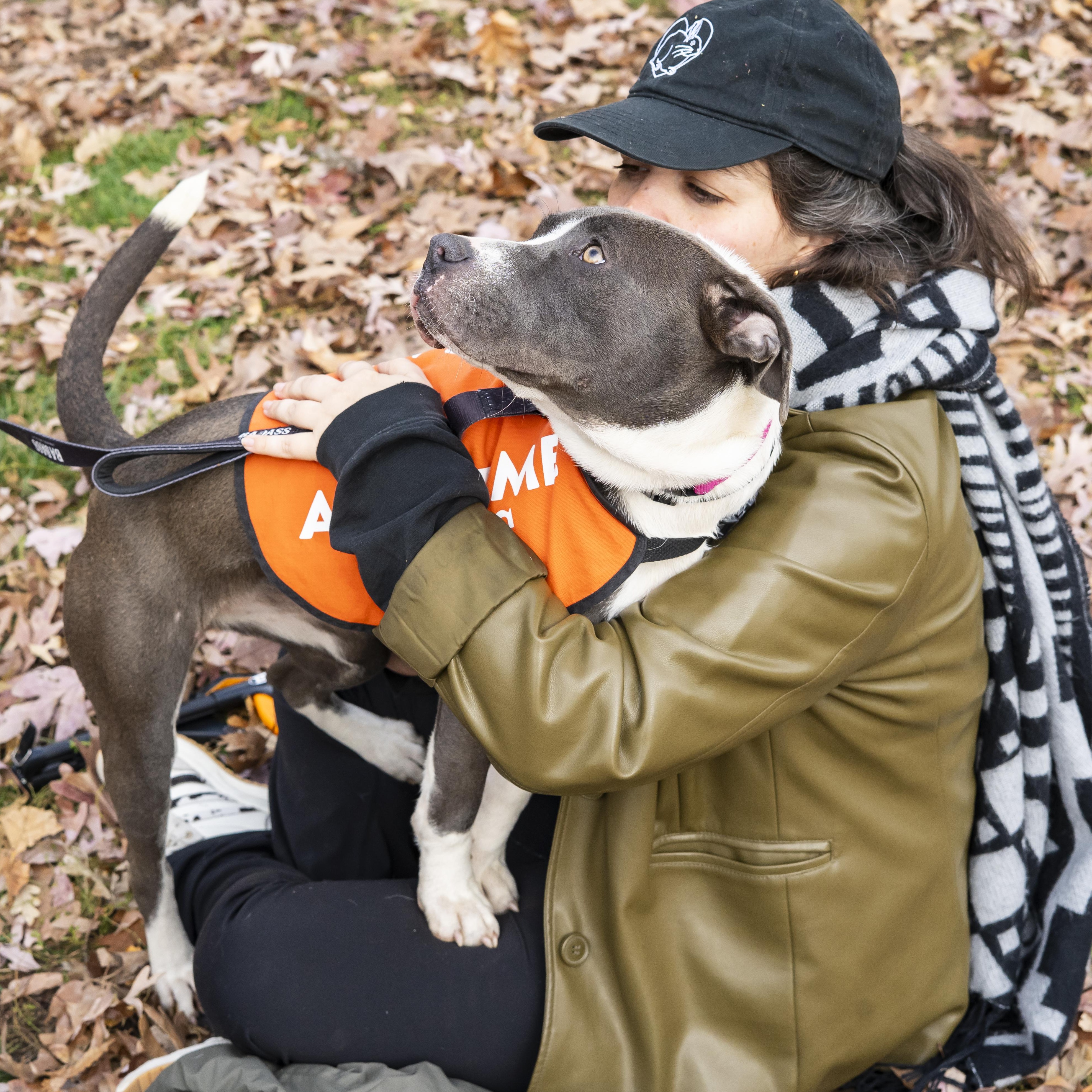 Lindsey Vonn, a Adoptable American Staffordshire Terrier in Brooklyn, NY image 3/6