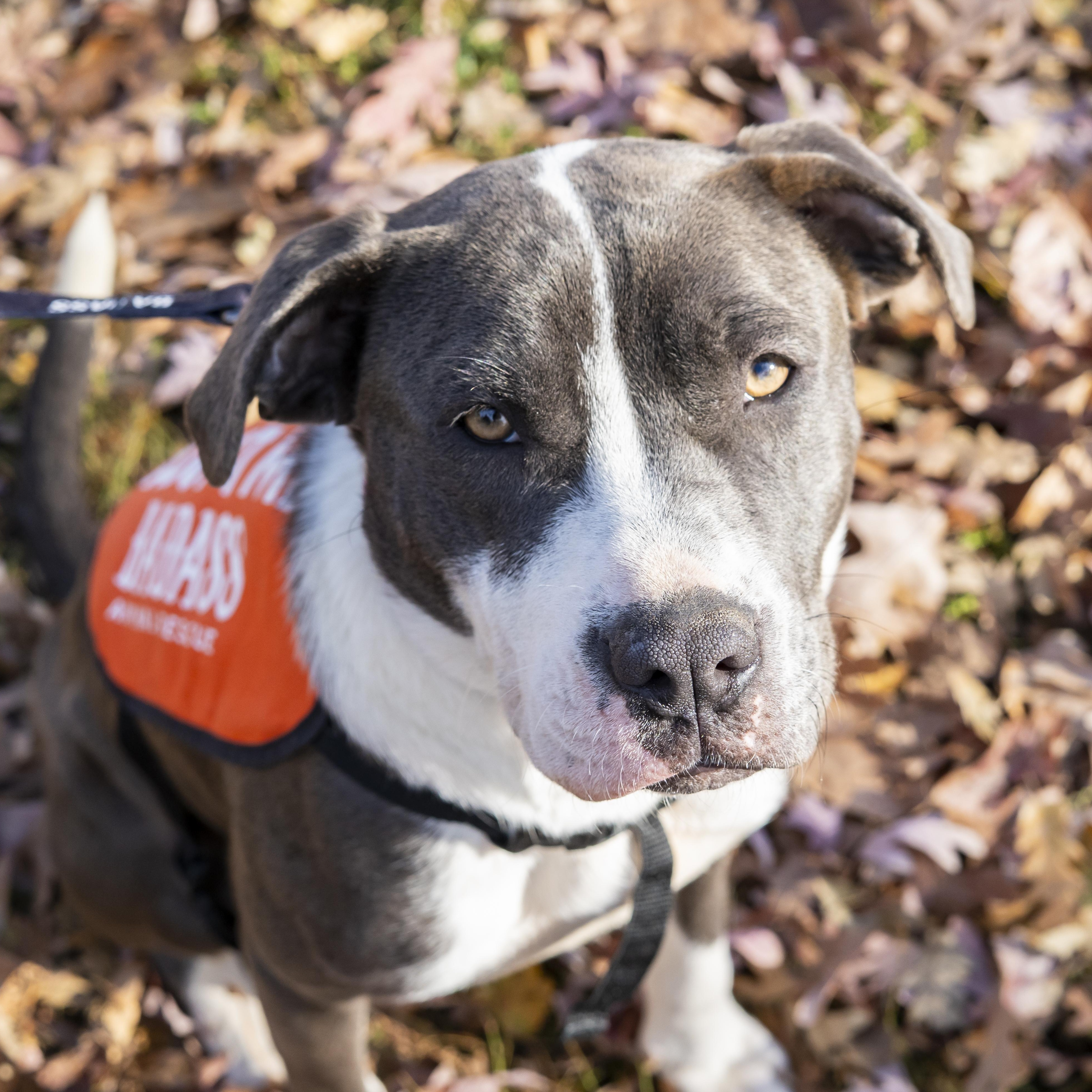 Lindsey Vonn, a Adoptable American Staffordshire Terrier in Brooklyn, NY image 4/6