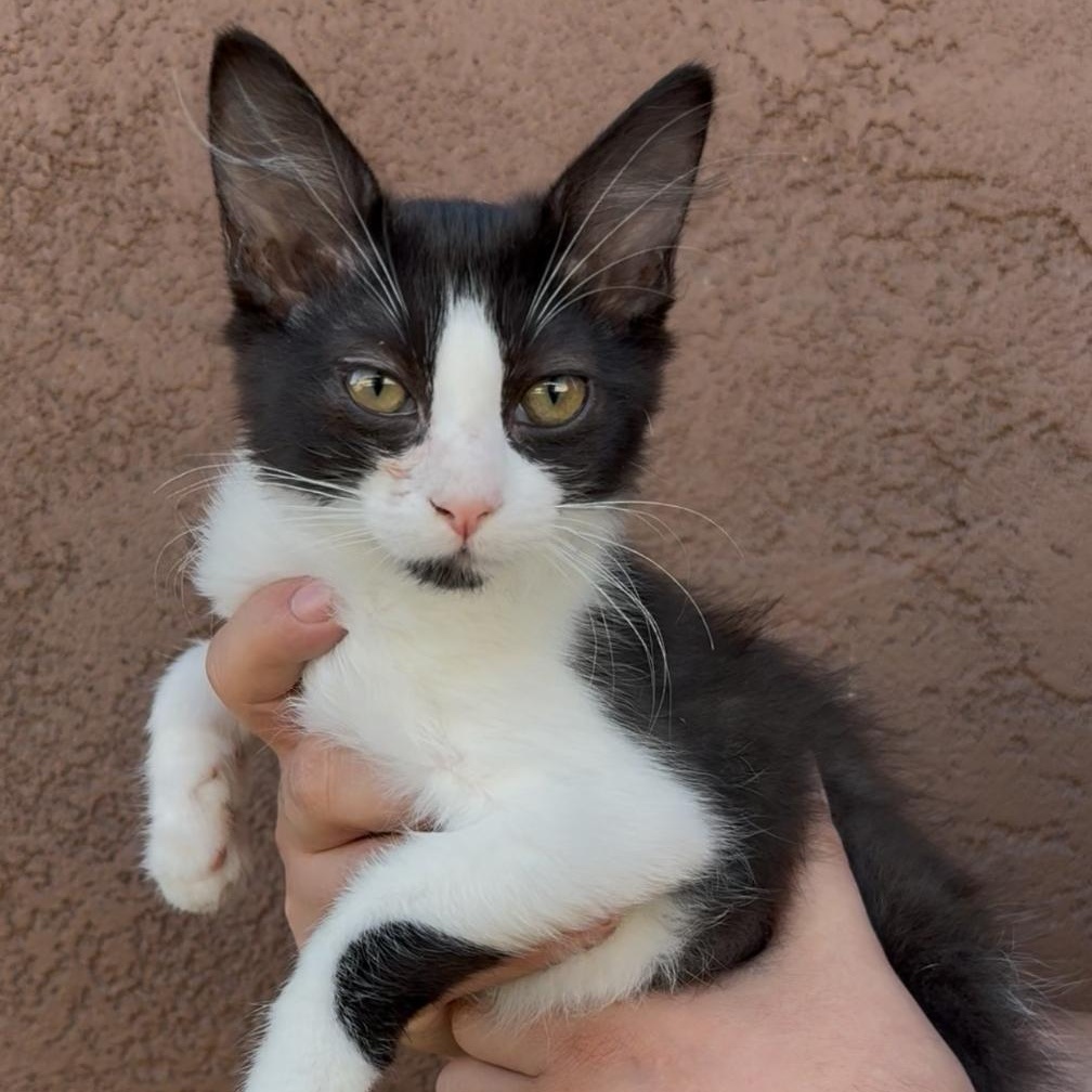 BETTY, Adoptable, Young Female Domestic Long Hair.