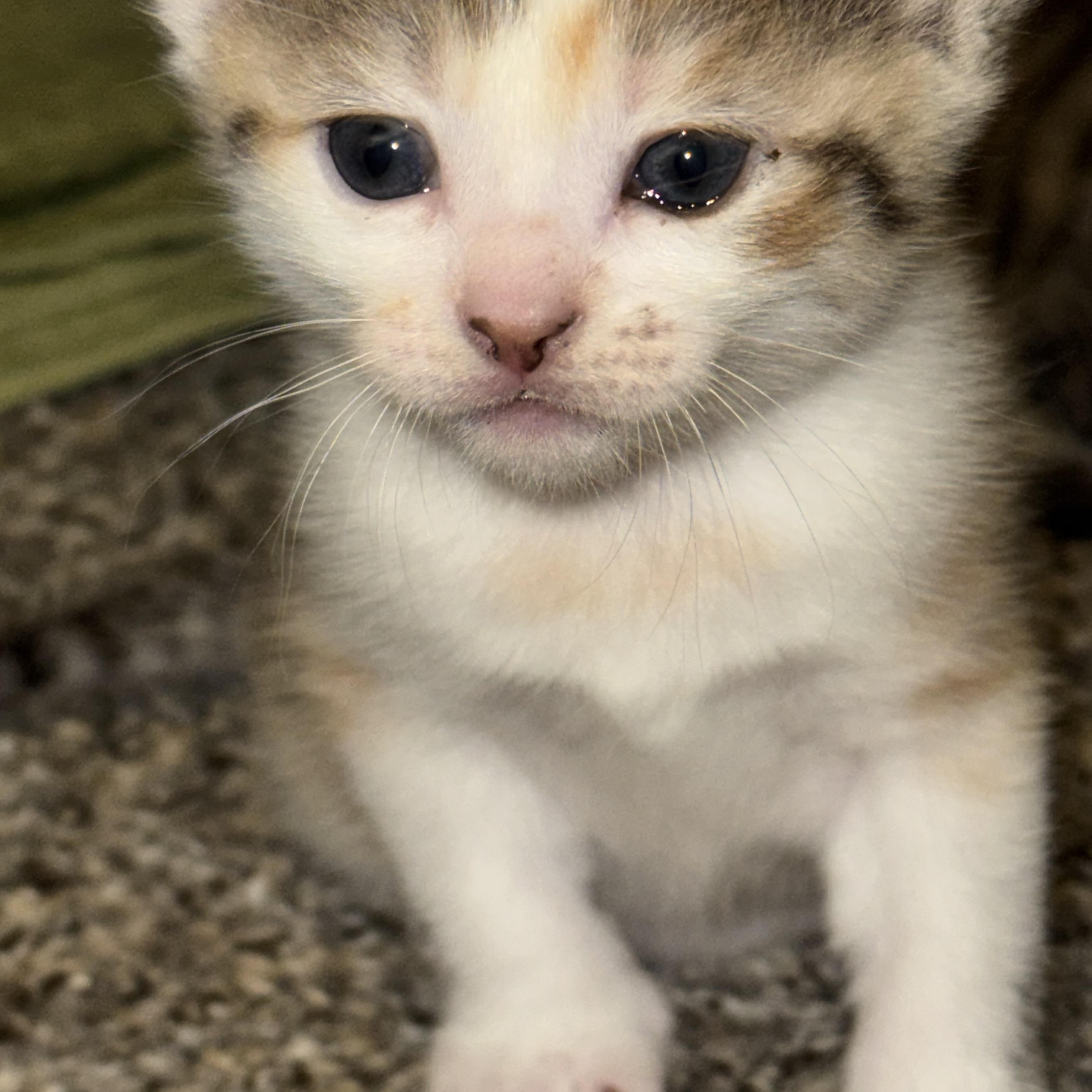 Enlarge Maeve, a Adoptable mixed breed in Falls Church, VA image 2/2