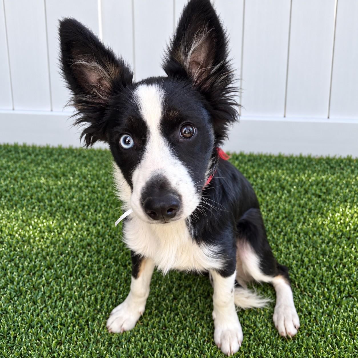 Enlarge Panda, a Adopted mixed breed in Poway, CA image 3/4