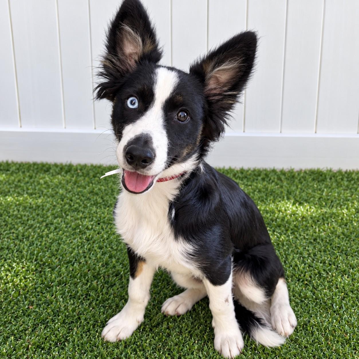 Enlarge Panda, a Adopted mixed breed in Poway, CA image 2/4