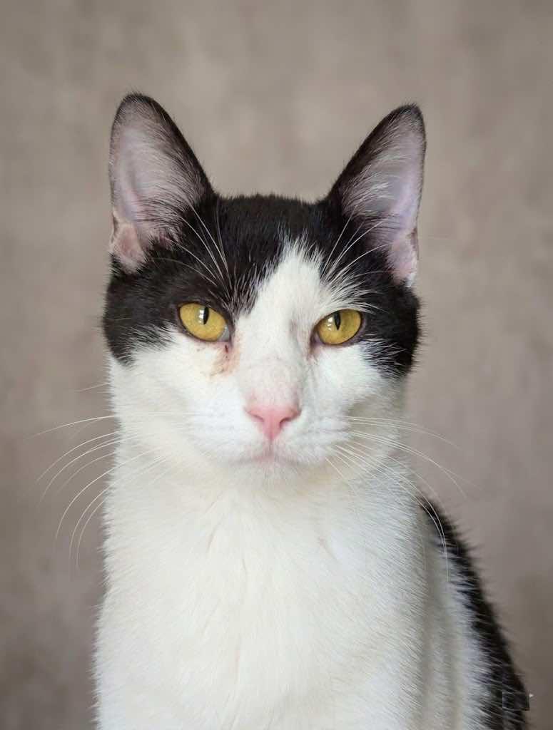 Enlarge Frankie, a Adoptable mixed breed in Houston, TX image 5/5