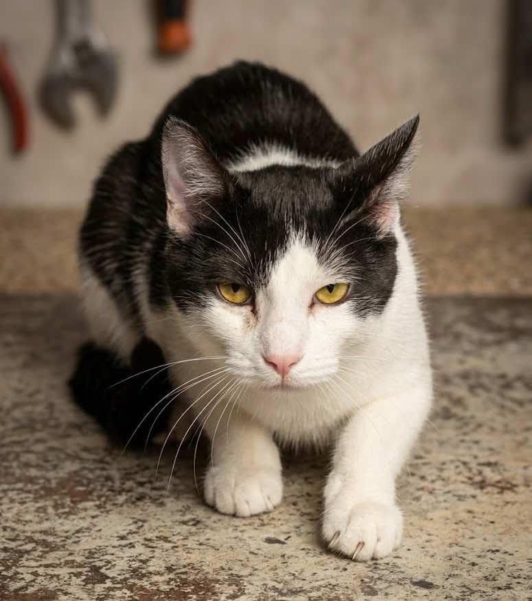 Frankie, Adoptable, Kitten Male Turkish Van & Domestic Short Hair.