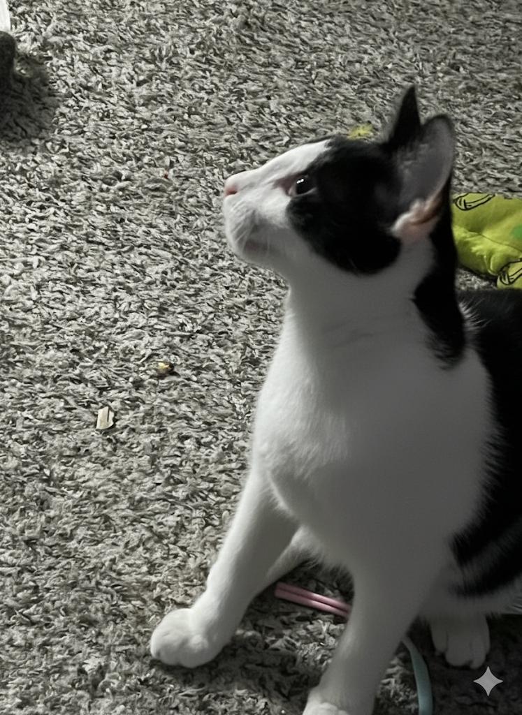 Frankie