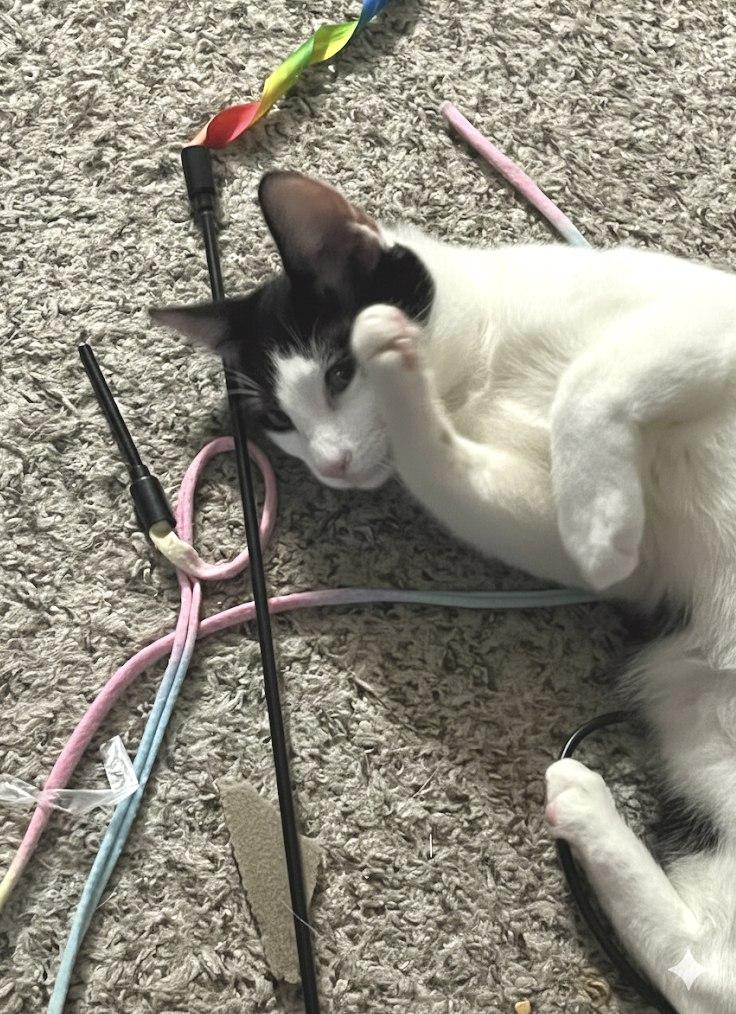 Enlarge Frankie, a Adoptable mixed breed in Houston, TX image 4/5