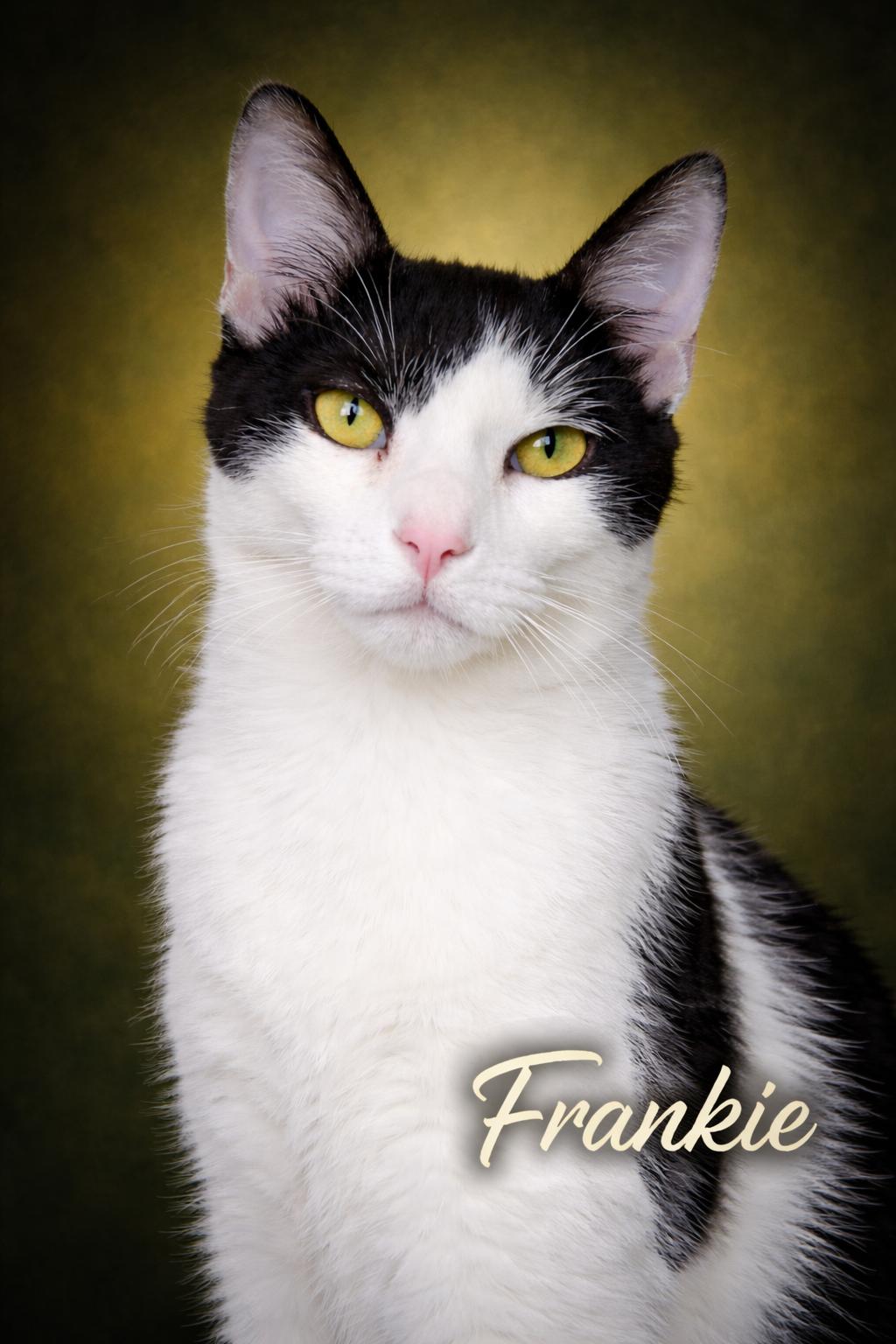 Frankie, Adoptable, Kitten Male Turkish Van & Domestic Short Hair.