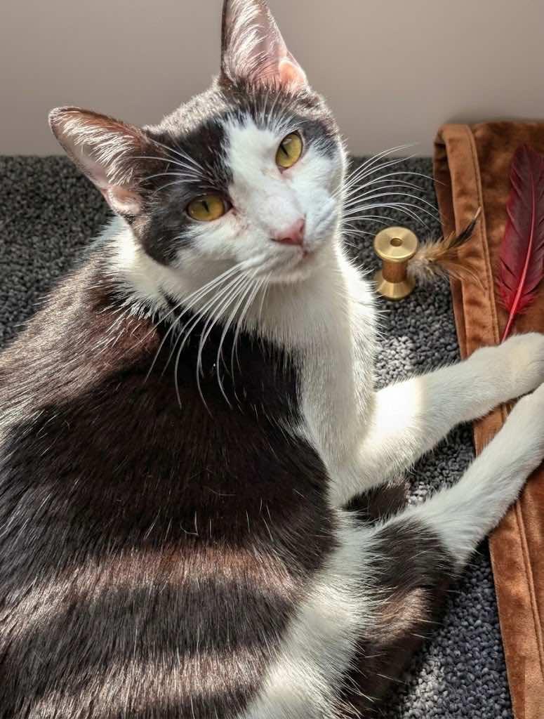 Enlarge Frankie, a Adoptable mixed breed in Houston, TX image 4/5