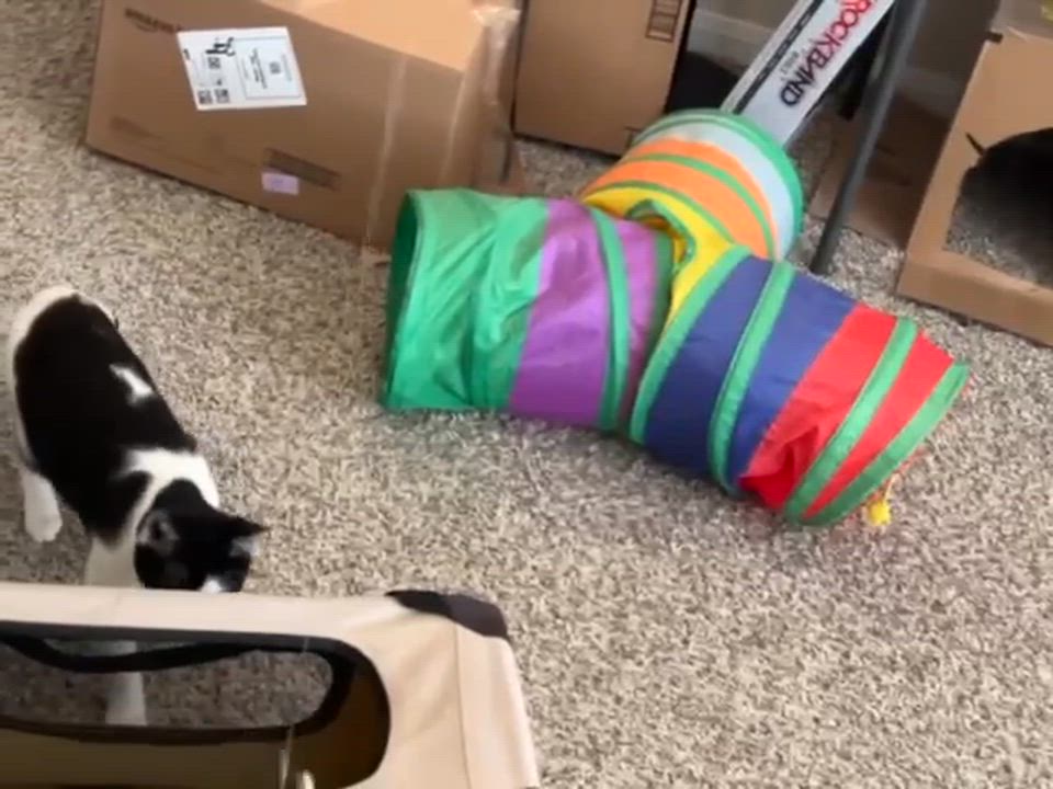 Enlarge Frankie, a Adoptable mixed breed in Houston, TX video 3/5