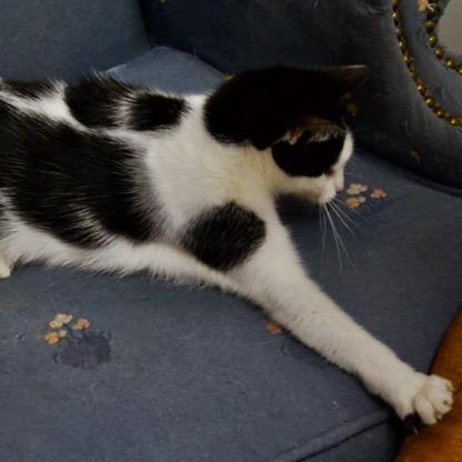 Enlarge Boo Boo, a Adoptable Domestic Short Hair in Delta, AL image 1/6