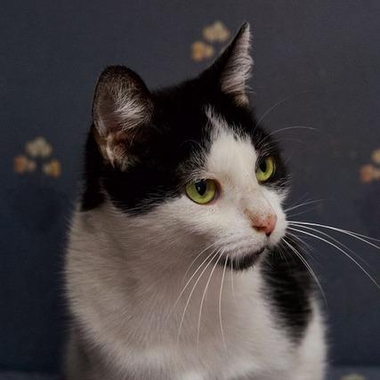 Enlarge Boo Boo, a Adoptable Domestic Short Hair in Delta, AL image 2/6