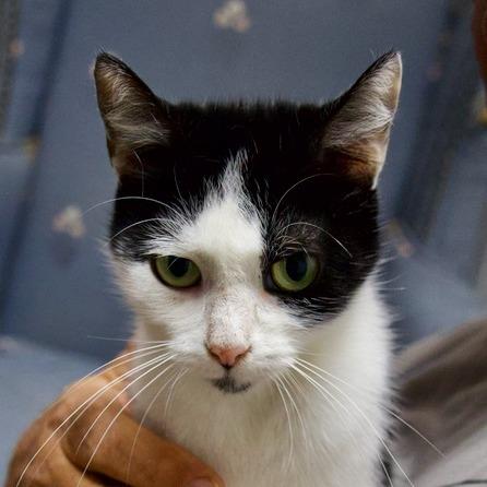 Enlarge Boo Boo, a Adoptable Domestic Short Hair in Delta, AL image 5/6