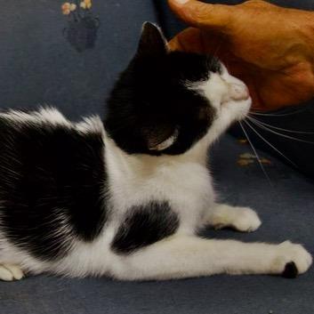 Enlarge Boo Boo, a Adoptable Domestic Short Hair in Delta, AL image 6/6