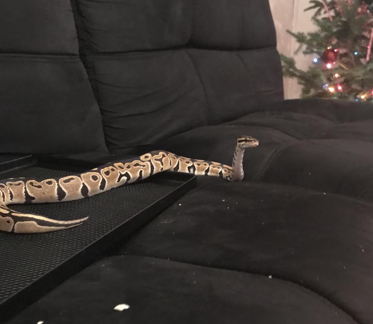 Enlarge Albus , an adopted Ball Python in WARREN, RI image 3/3