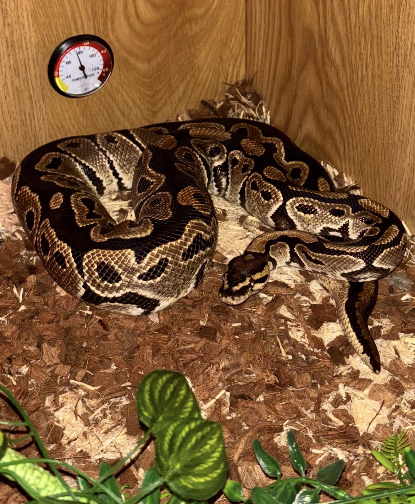 Albus , adopted, Adult Male Ball Python.