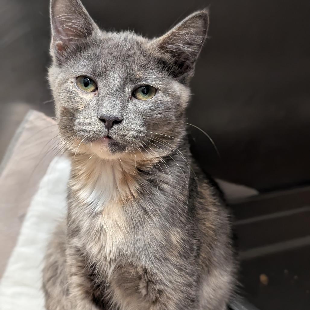 Tiana, Adoptable, Kitten Female Domestic Short Hair.