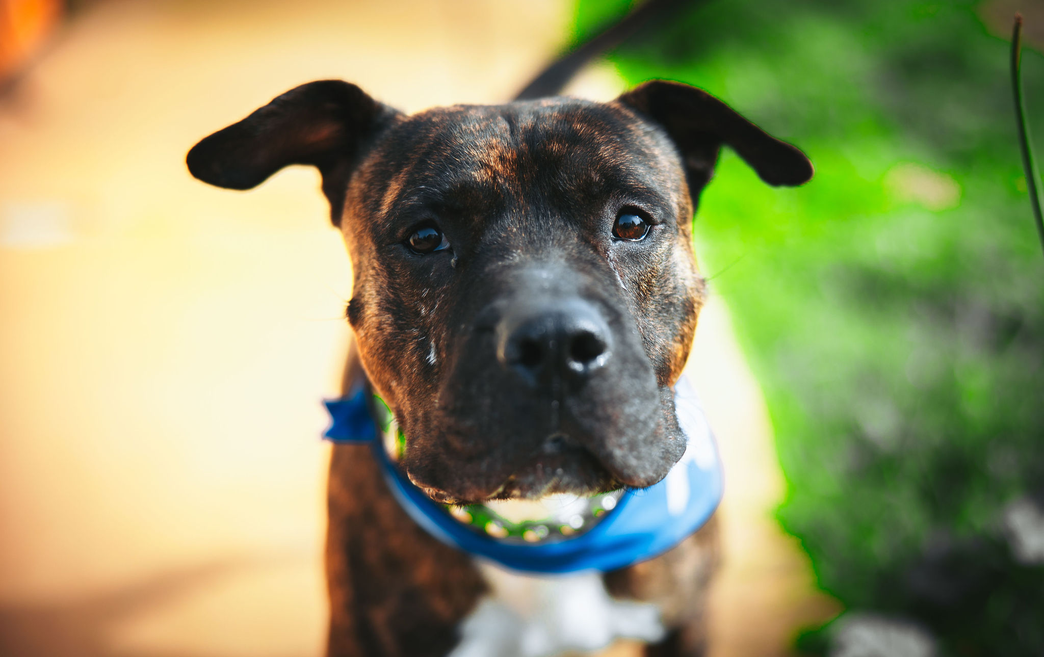 Bradley, an adoptable Mixed Breed in Ione, CA, 95640 | Photo Image 2