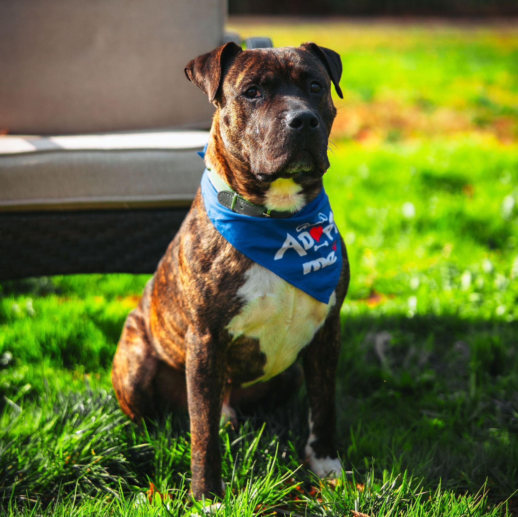 Bradley, Adoptable, Adult Male Mixed Breed.