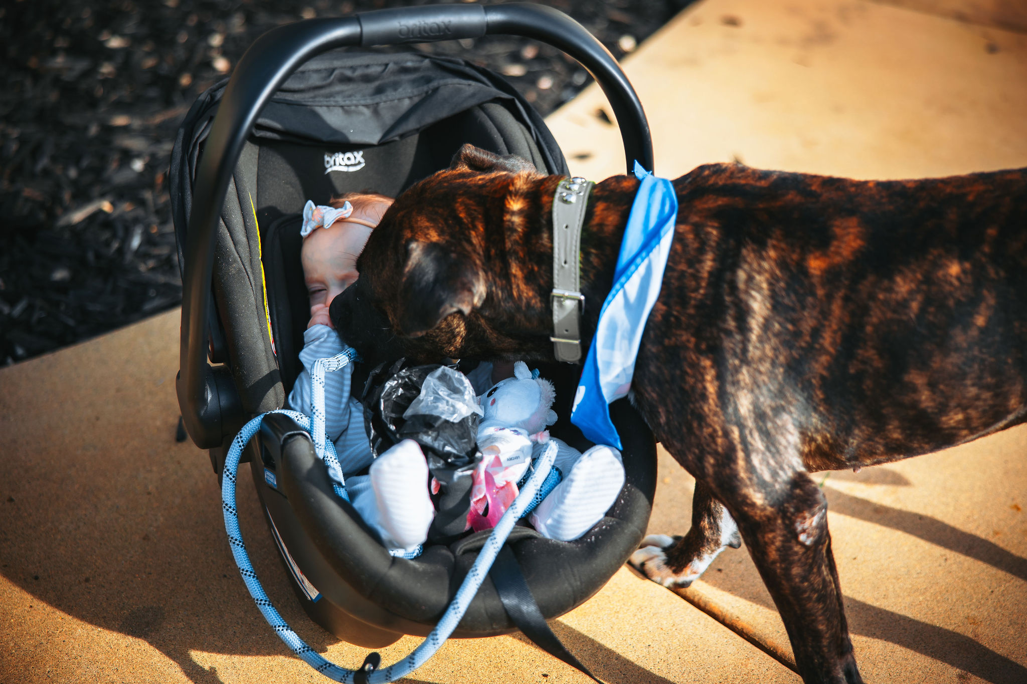 Enlarge Bradley, a Adoptable Mixed Breed in Ione, CA image 3/5
