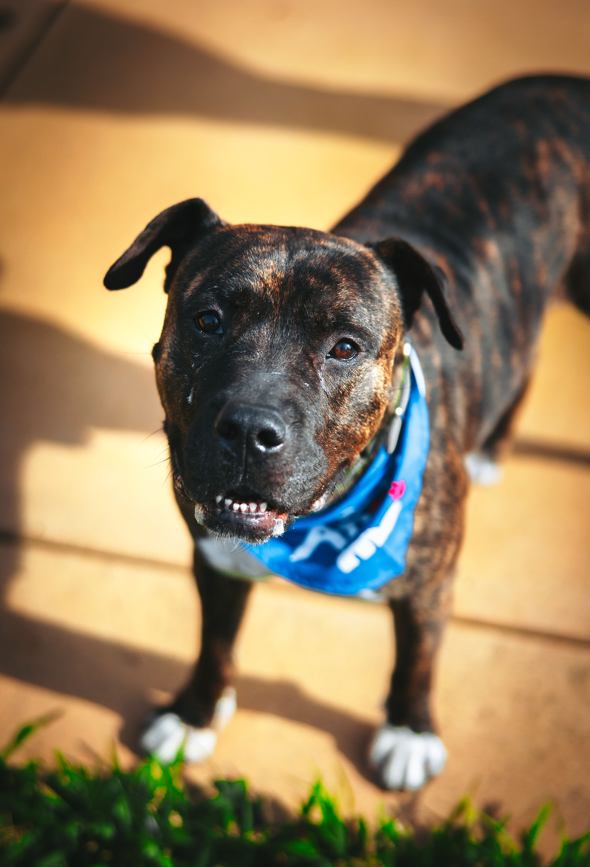 Enlarge Bradley, a Adoptable Mixed Breed in Ione, CA image 4/5