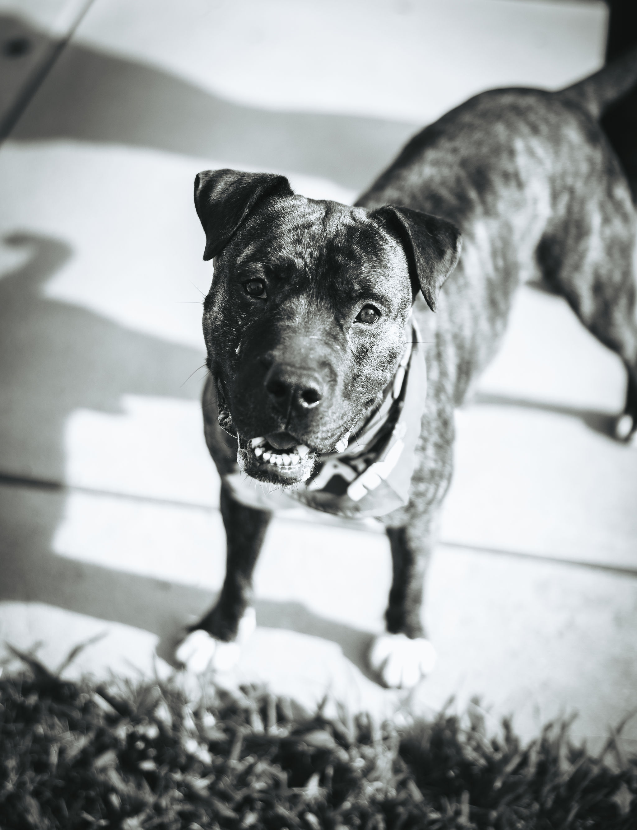 Enlarge Bradley, a Adoptable Mixed Breed in Ione, CA image 5/5