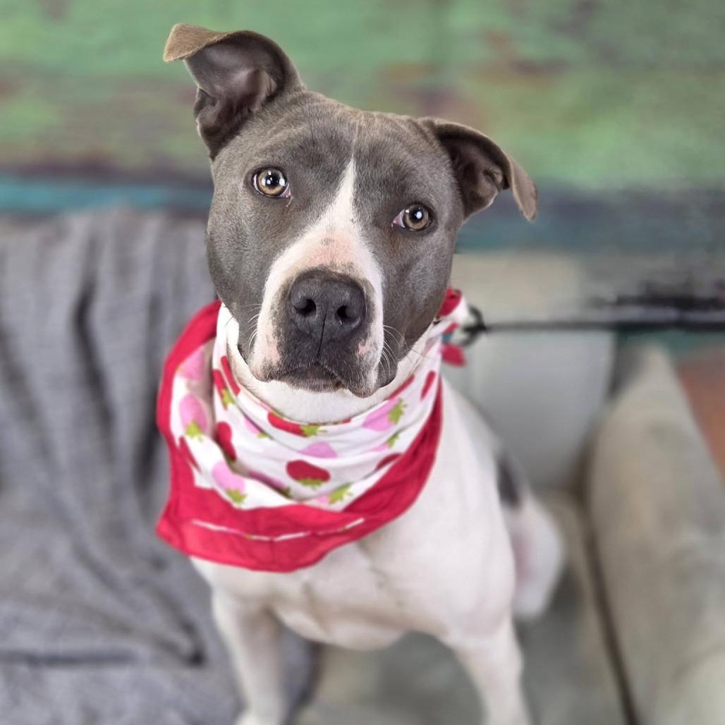 Ella, Adoptable, Adult Female Pit Bull Terrier & Labrador Retriever.