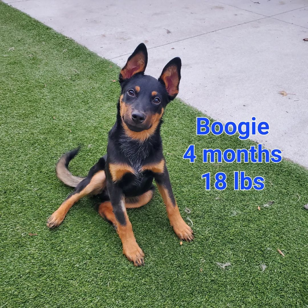 Boogie