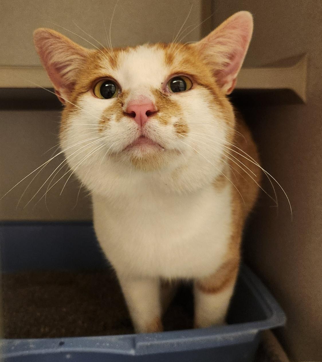 Enlarge Blitz, a ADOPTABLE Domestic Short Hair in Mason City, IA image 3/3