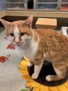 Enlarge Blitz, a ADOPTABLE Domestic Short Hair in Mason City, IA image 2/3