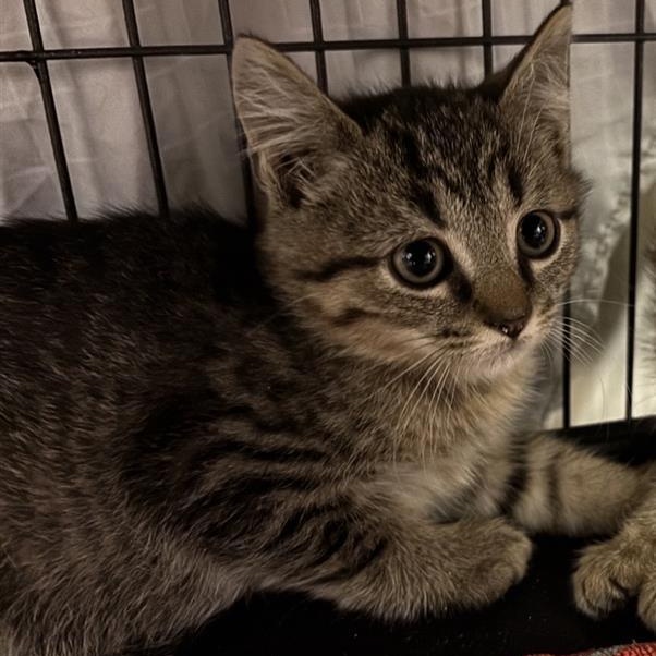 Cheetah, Adoptable, Kitten Male Domestic Short Hair.