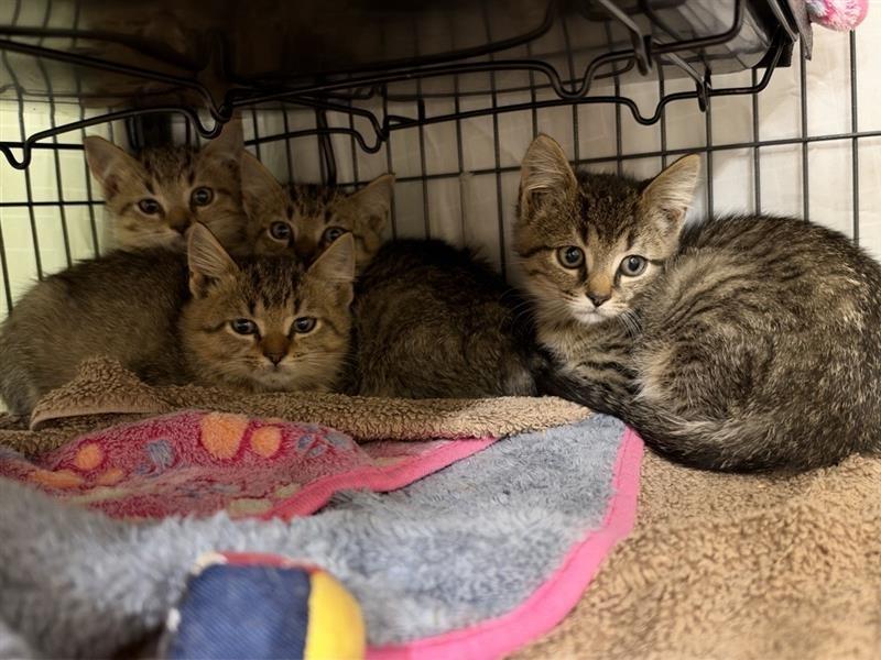 Enlarge Cheetah, a Adoptable Domestic Short Hair in Prince Frederick, MD image 2/2