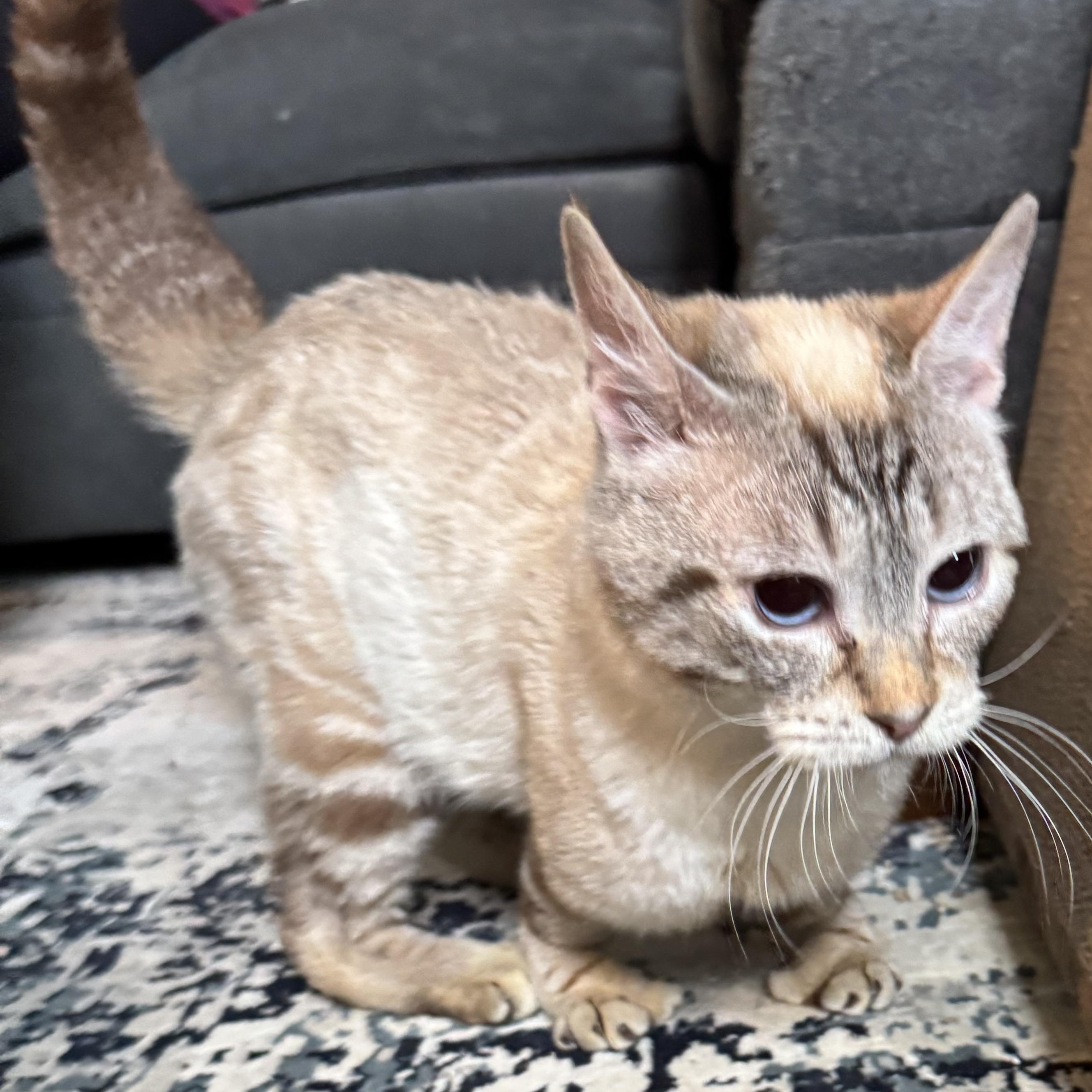 Cosmo, a Adoptable Siamese in Hillsboro, OR image 4/6