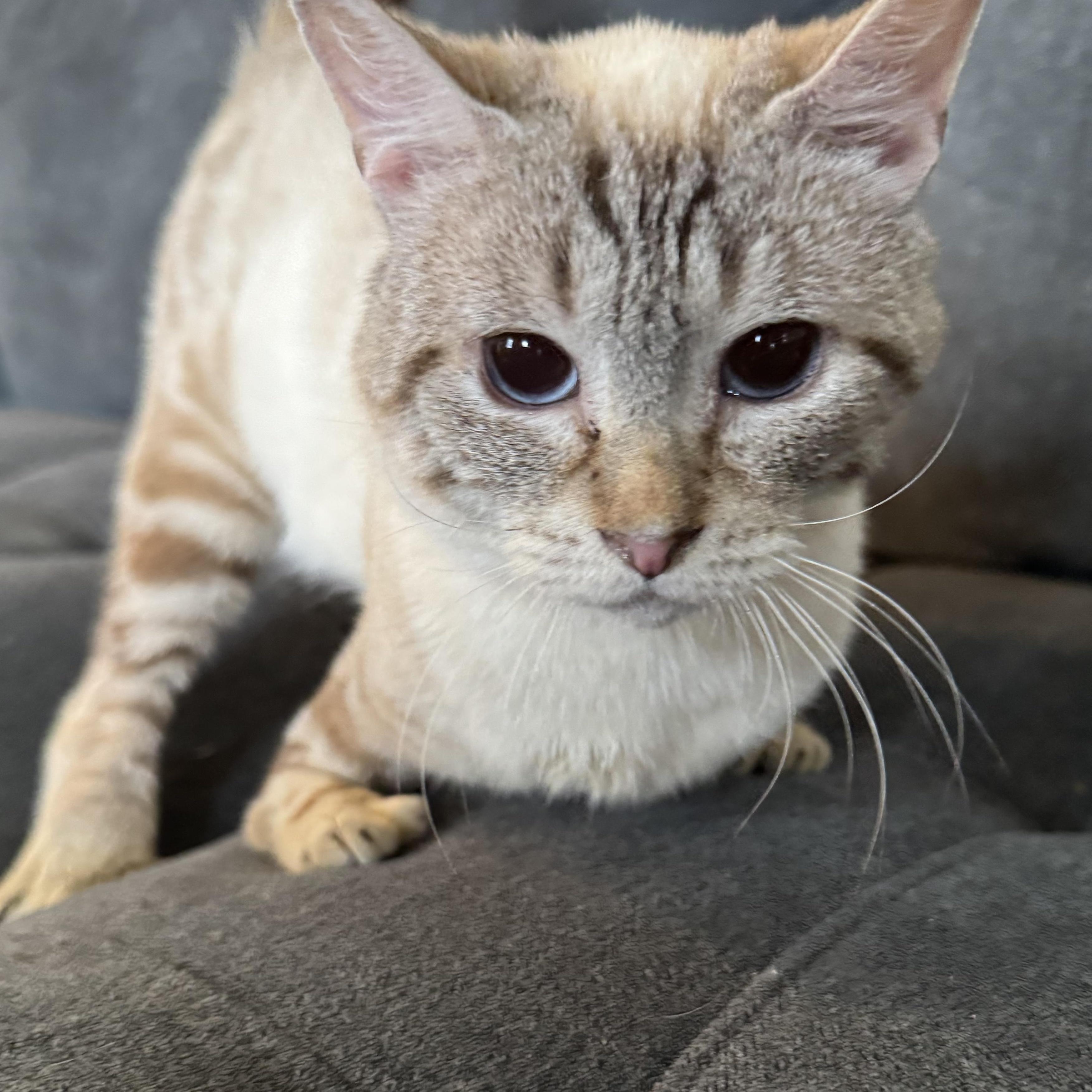 Cosmo, a Adoptable Siamese in Hillsboro, OR image 2/6